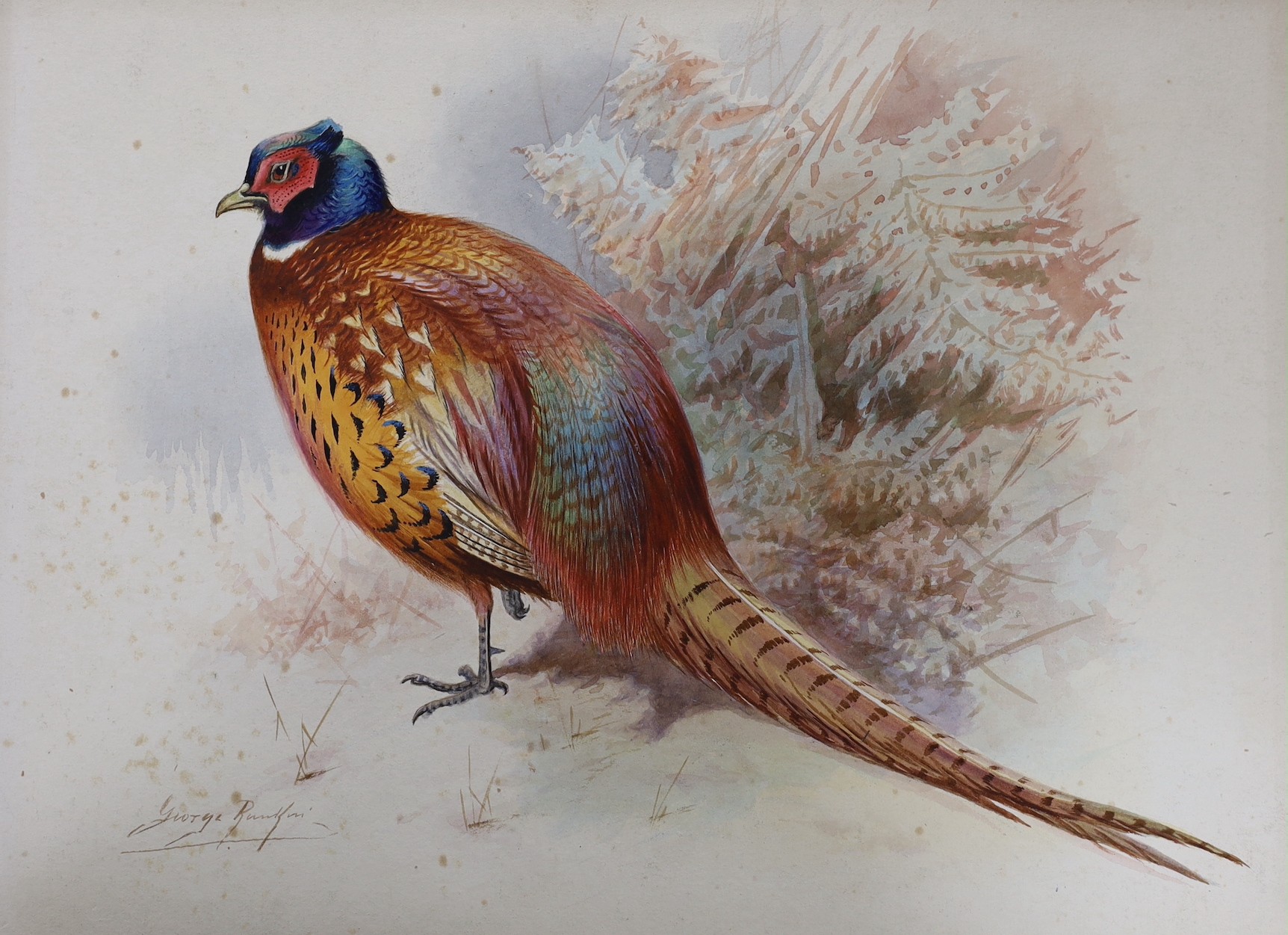 George Rankin (1864-1937), four watercolours, game birds, all signed, unframed, largest 29 x 44.5cm